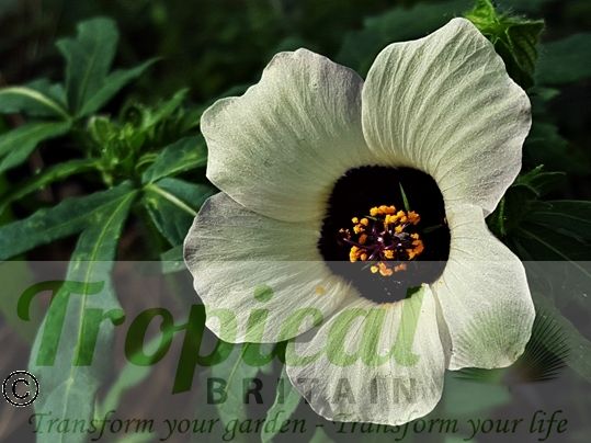 Hibiscus trionum