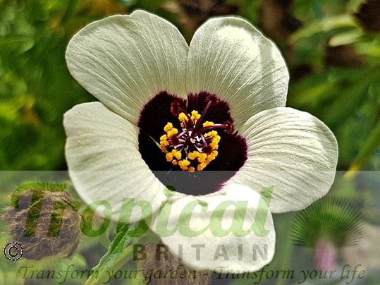 Hibiscus trionum