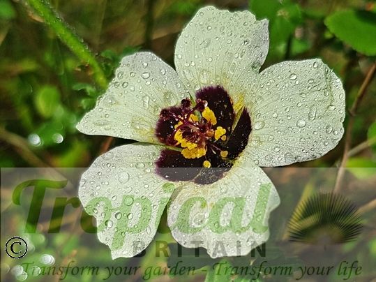 Hibiscus trionum