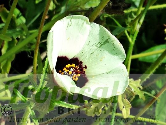 Hibiscus trionum