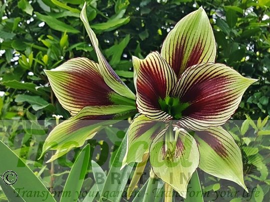 Hippeastrum papilio﻿