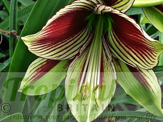 Hippeastrum papilio