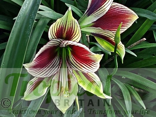 Hippeastrum papilio