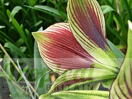 Hippeastrum papilio