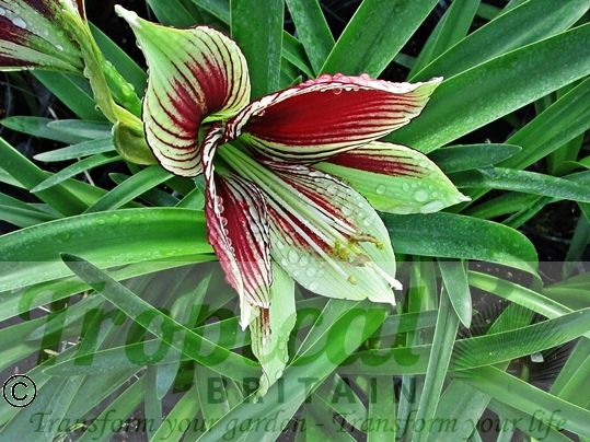 Hippeastrum papilio