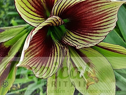 Hippeastrum papilio﻿