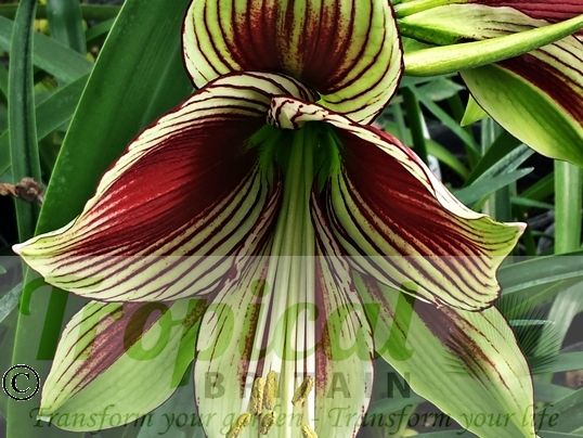 Hippeastrum papilio