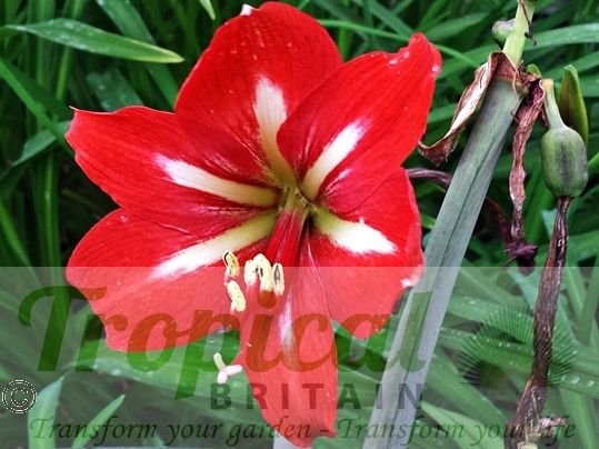 Hippeastrum vittatum