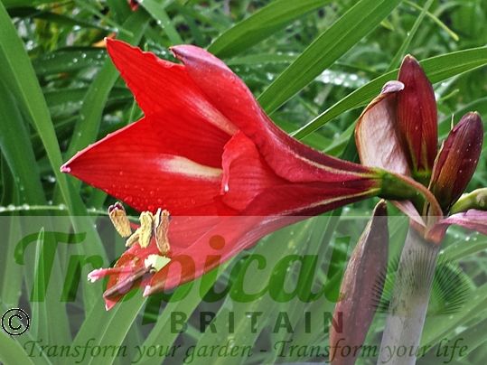 Hippeastrum vittatum