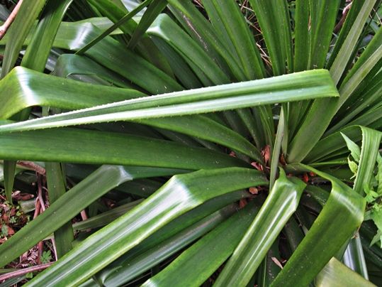 Greigia sphacelata - image courtesy of Lin linao, CC BY-SA 3.0 <https://creativecommons.org/licenses/by-sa/3.0>, via Wikimedia Commons