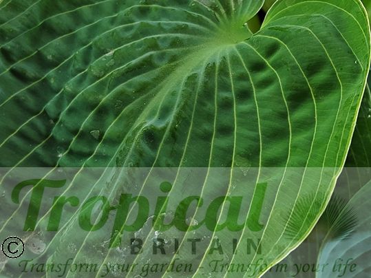 Hosta 'Big Daddy'