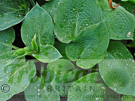 Hosta 'Canadian Blue'