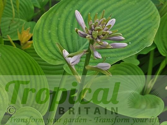 Hosta 'Empress Wu'