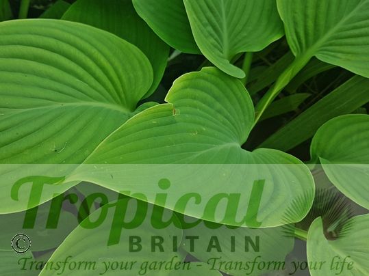 Hosta 'Empress Wu'