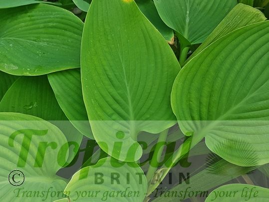 Hosta 'Empress Wu'
