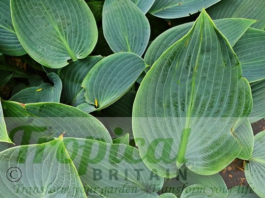 Hosta 'Halcyon'