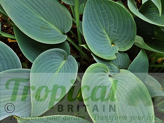 Hosta 'Halcyon'
