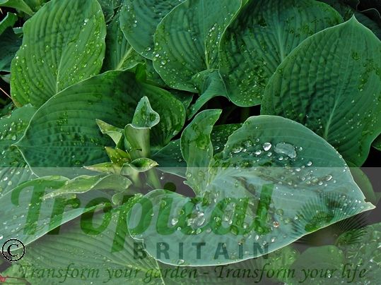 Hosta 'Elegans' 