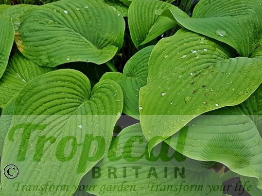 Hosta 'T. Rex'