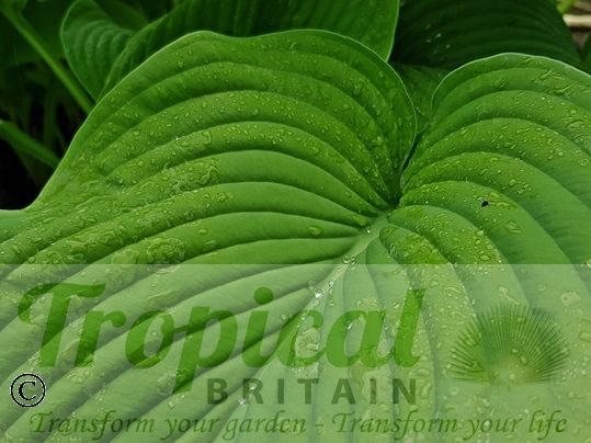 Hosta 'T. Rex'