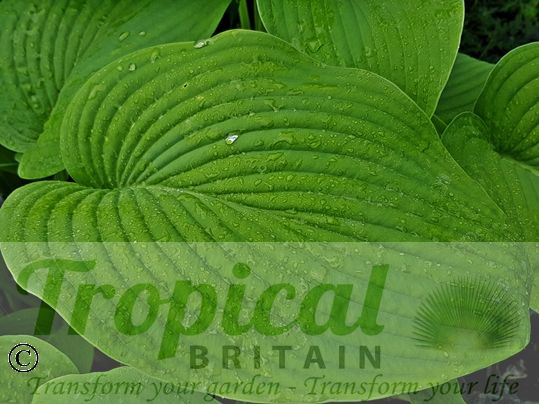 Hosta 'T. Rex'