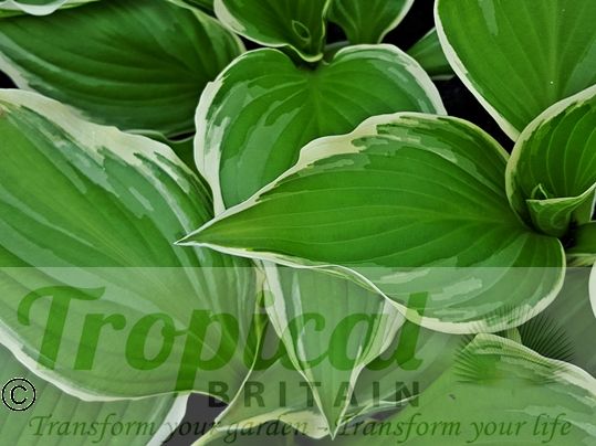 Hosta 'Undulata Albomarginata'