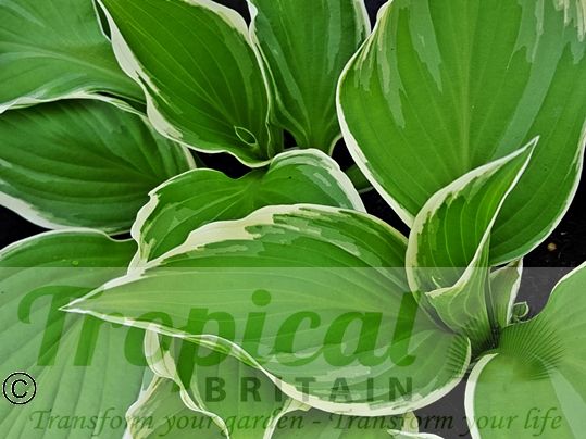 Hosta 'Undulata Albomarginata'