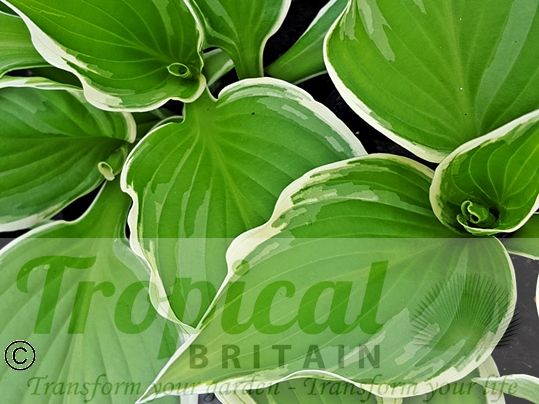 Hosta 'Undulata Albomarginata '