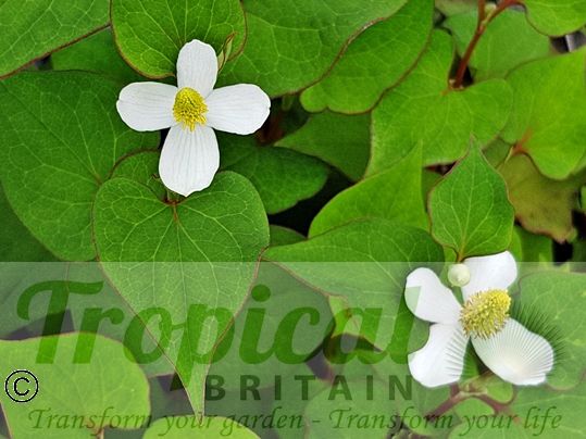 Houttuynia cordata