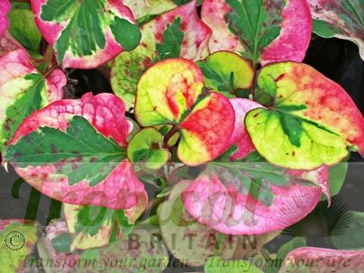 Houttuynia cordata 'Chameleon'