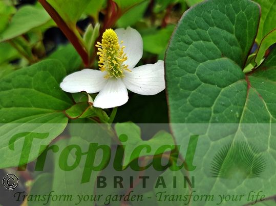 Houttuynia cordata