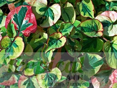 Houttuynia cordata 'Chameleon'