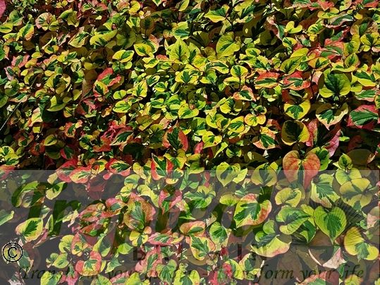 Houttuynia cordata 'Chameleon'﻿