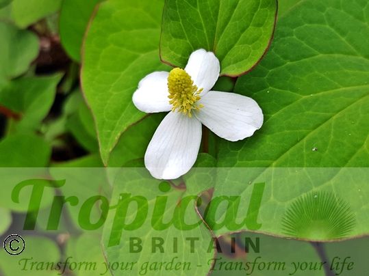 Houttuynia cordata