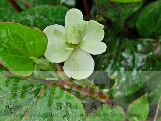Houttuynia cordata 'Flore Pleno'