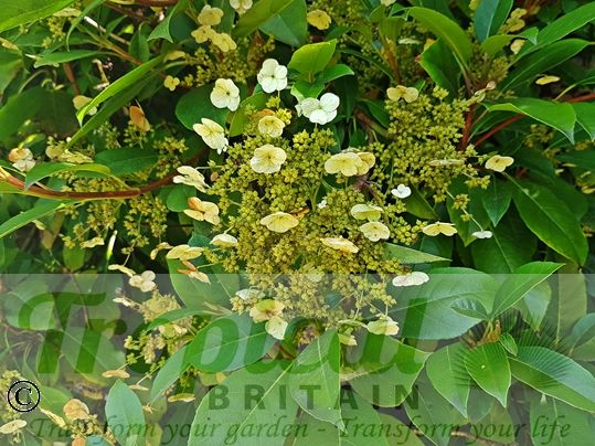 Hydrangea peruviana (Syn: Hydrangea seemannii)