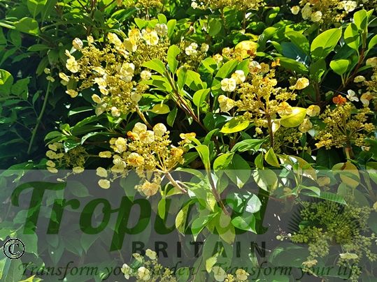 Hydrangea peruviana (Syn: Hydrangea seemannii)