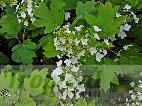 Hydrangea quercifolia