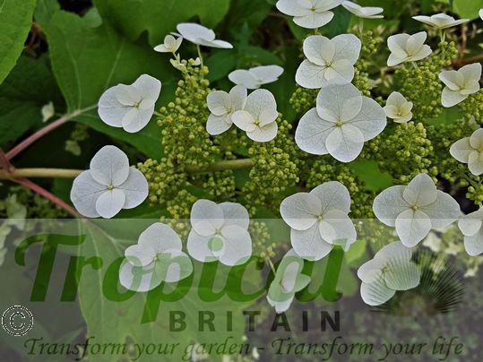 Hydrangea quercifolia