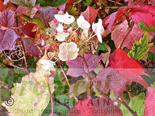Hydrangea quercifolia - often flowering through until the early winter