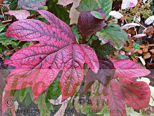 Hydrangea quercifolia - spectacular autumn colour