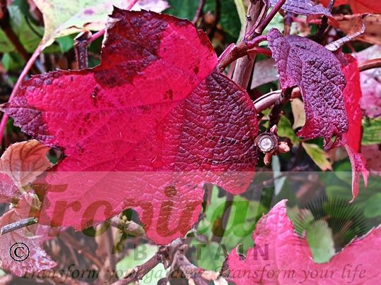 Hydrangea quercifolia - spectacular autumn colour