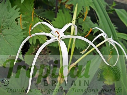 Hymenocallis littoralis