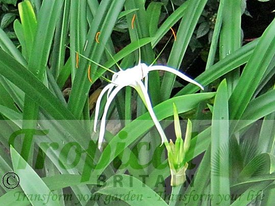 Hymenocallis littoralis