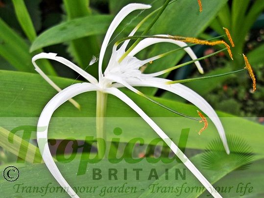 Hymenocallis littoralis