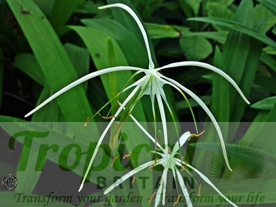 Hymenocallis littoralis
