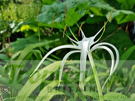Hymenocallis littoralis