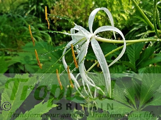 Hymenocallis littoralis