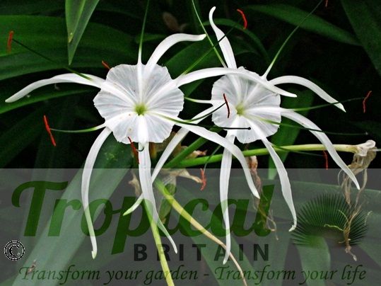Hymenocallis littoralis