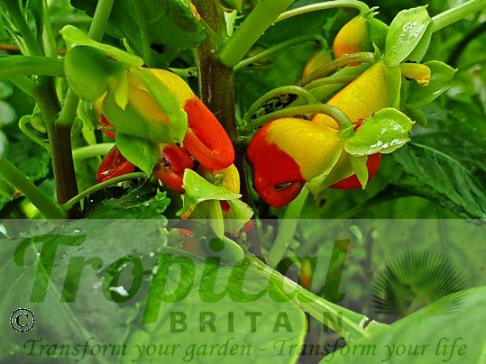 Impatiens niamniamensis